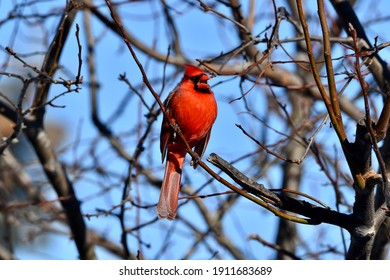 Male Cardinal Calling For Spring