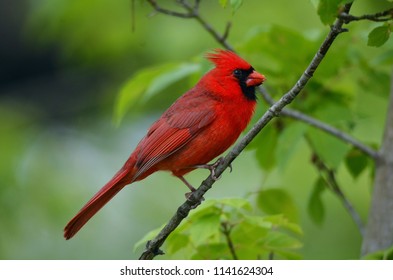 A male cardinal closeup at Cuyahoga Valley National Park, Ohio - Shutterstock ID 1141624304