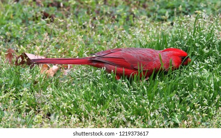 Male Cardinal Doing A Belly Flop On The Grass