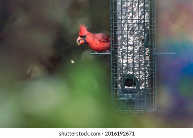 Male Cardinal Eats From Backyard Bird Feeder With Rainbow