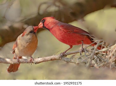 A male cardinal gives a seed to the female cardinal.