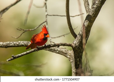 Male Cardinal On A Branch In Blue Ridge Georgia