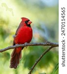 Male Cardinal perched on a branch