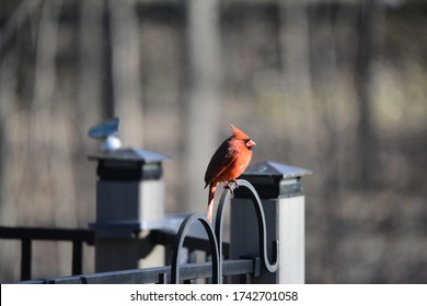 Male Cardinal Perched On Shepherd Hook 