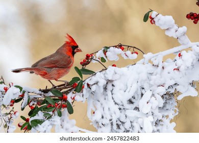 Male Cardinal perched on a snow covered tree branch - Powered by Shutterstock