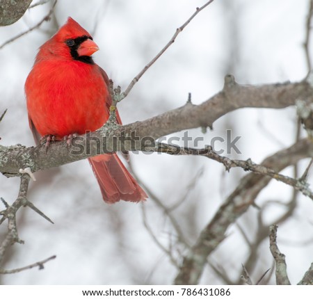 A Male Cardinal perched on a tree branch.