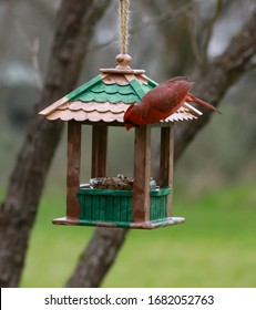 Cardinals On Birdhouse Images Stock Photos Vectors Shutterstock - red cardinal bird house roblox