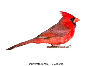 Male Cardinal Seen Up Close In Profile, Isolated On White