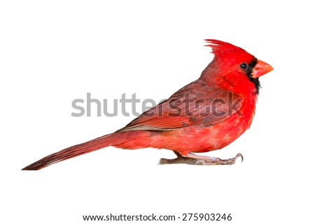 Male cardinal seen up close in profile, isolated on white