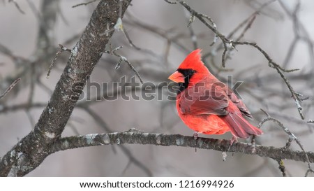 male cardinal in tree