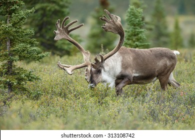 Male caribou with big antlers 