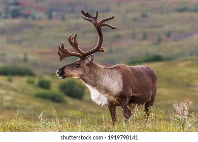 Male Caribou develop their antlers throughout the summer in preparation for the fall rut. As fall approaches they also develop a beautiful white coat around the neck area. 