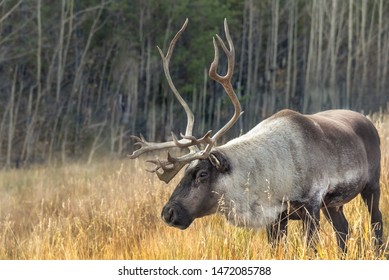 Male Caribou spotted in the fall at Yukon, Canada