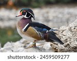 Male caroline duck ( wood duck ) standing on rock near a pond