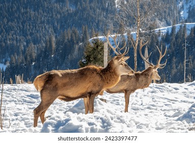 Male Carpathian deer at the deer farm in Darmoxa - Romania - Powered by Shutterstock