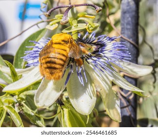 Male carpenter bee  (Xyocopa augusti), pollinating the flower of the Mburucuyá plant, also called passion flower, blue passionflower or passionflower (Passiflora caerulea). - Powered by Shutterstock