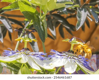 Male carpenter bee  (Xyocopa augusti), pollinating the flower of the Mburucuyá plant, also called passion flower, blue passionflower or passionflower (Passiflora caerulea). - Powered by Shutterstock