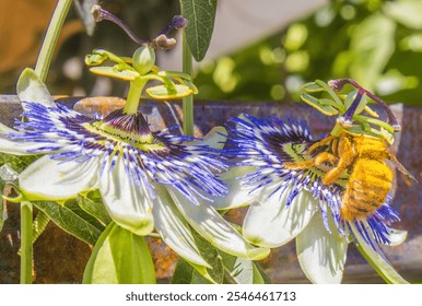 Male carpenter bee  (Xyocopa augusti), pollinating the flower of the Mburucuyá plant, also called passion flower, blue passionflower or passionflower (Passiflora caerulea). - Powered by Shutterstock