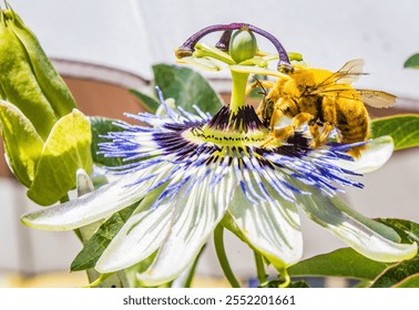 Male carpenter bee  (Xyocopa augusti), pollinating the flower of the Mburucuyá plant, also called passion flower, blue passionflower or passionflower (Passiflora caerulea). - Powered by Shutterstock