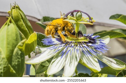 Male carpenter bee  (Xyocopa augusti), pollinating the flower of the Mburucuyá plant, also called passion flower, blue passionflower or passionflower (Passiflora caerulea). - Powered by Shutterstock