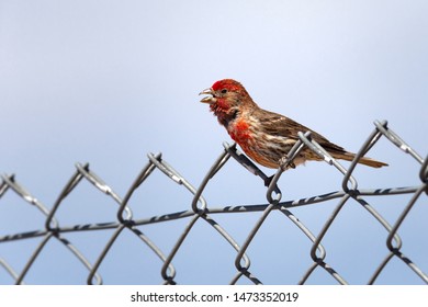 Male Cassins Finch (Haemorhous Cassinii) Sitting On Wire Fence.