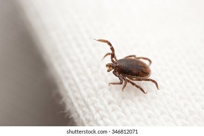 Male Castor Bean Tick, Ixodes Ricinus Nymph On Textile