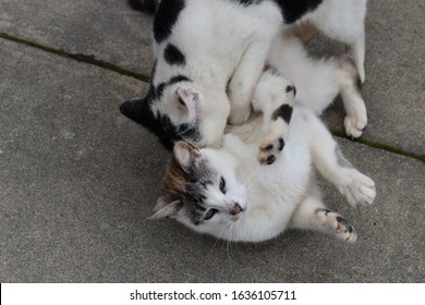 Male Cat Biting Neck Female Cat Stock Photo 1636105711 | Shutterstock