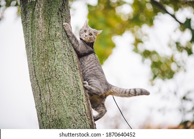 Male Cat Domestic Gray Wool Stripes Young Good Shape,dressed Cat Leash Harness Climbs A Tree For Hunting Bird,attentive Focused Look And Claws Are Visible, Close-up On The Outside Bright Daylight.