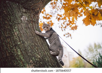 Male Cat Domestic Gray Wool Stripes Young Good Shape,dressed Cat Leash Harness Climbs A Tree For Hunting Bird,attentive Focused Look And Claws Are Visible, Close-up On The Outside Bright Daylight.