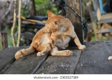 A male cat is licking his body. Moggy cat