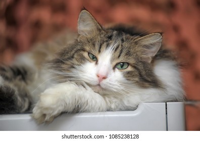 Male Cat In A Siberian Cattery