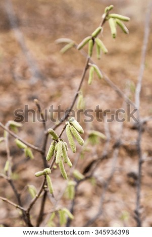 Haselnuss Blüte Baum