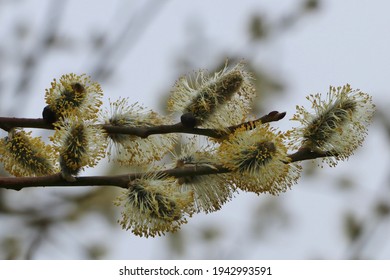 Male Catkins On Goat Willow Tree Branch In Early Spring