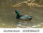 Male cayuga duck in the wild. The cayuga duck is larger than a mallard and has iridescent green feathers 