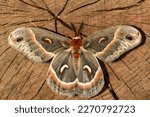 Male Cecropia Moth - Hyalophora cecropia