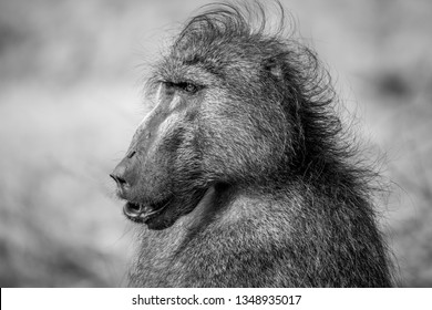 Male Chacma baboon close up in black and white in the Kruger National Park, South Africa.