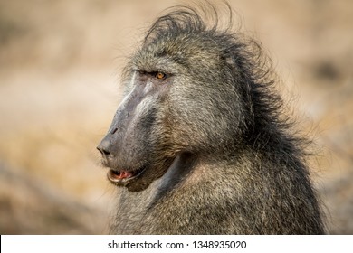 Male Chacma baboon close up in the Kruger National Park, South Africa.