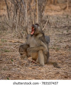 A male Chacma Baboon showing his teeth as a warning