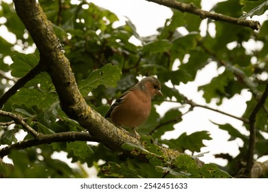 A Male Chaffinch bird perched on branch with green Oak leaves - Powered by Shutterstock