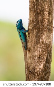 Male Chameleon In The Breeding Season Change To Beautiful Fresh Colors.