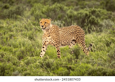 A male cheetah ( Acinonyx Jubatus) looking for prey, Shamwari Private Game Reserve, South Africa. - Powered by Shutterstock