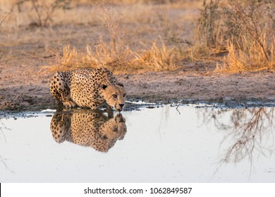 Male Cheetah at Tau Pan, Central Kalahari, Botswana - Shutterstock ID 1062849587