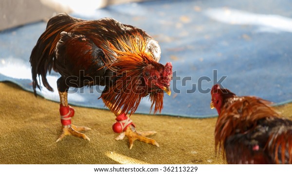 Male chickens\
fight for the honor of\
chickens