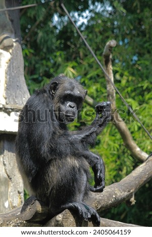 Similar – Affe Mensch Frau