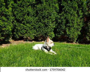 Male chorkie mix sunbathing in the backyard trimmed buffalo grass against residential  privacy trees in the hot, sunny summer in a suburban neighborhood in Boise, Idaho