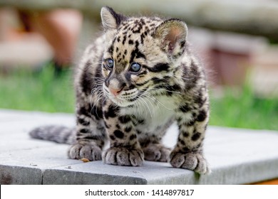 A Male Clouded Leopard Cub