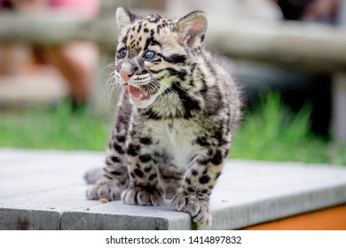 A Male Clouded Leopard Cub