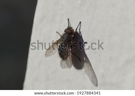 Male cluster fly (Pollenia) family Calliphoridae on a white, dirty window frame in the sun. Late winter, spring. Netherlands, March                                 