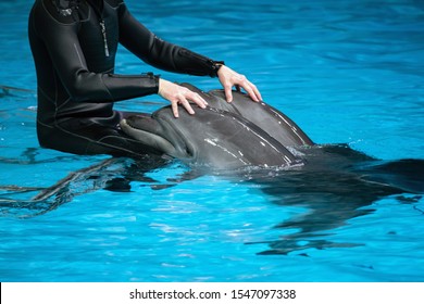 Male Coach With Two Dolphins In An Indoor Oceanarium. Man Touching And Playing With Dolphin Mammals. Dolphin Therapy In Blue Water