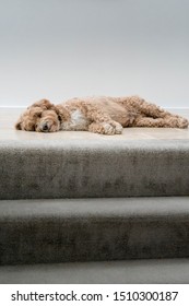 A Male Cockapoo Dog Laying Down At The Top Of The Stairs